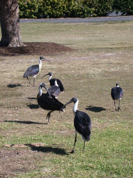 Straw-necked Ibis